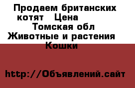 Продаем британских котят › Цена ­ 1 000 - Томская обл. Животные и растения » Кошки   